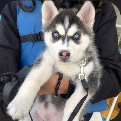 Siberian Husky – a 7 weeks male siberian husky
