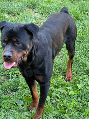 Rottweiler – Rehome for Rottweiler