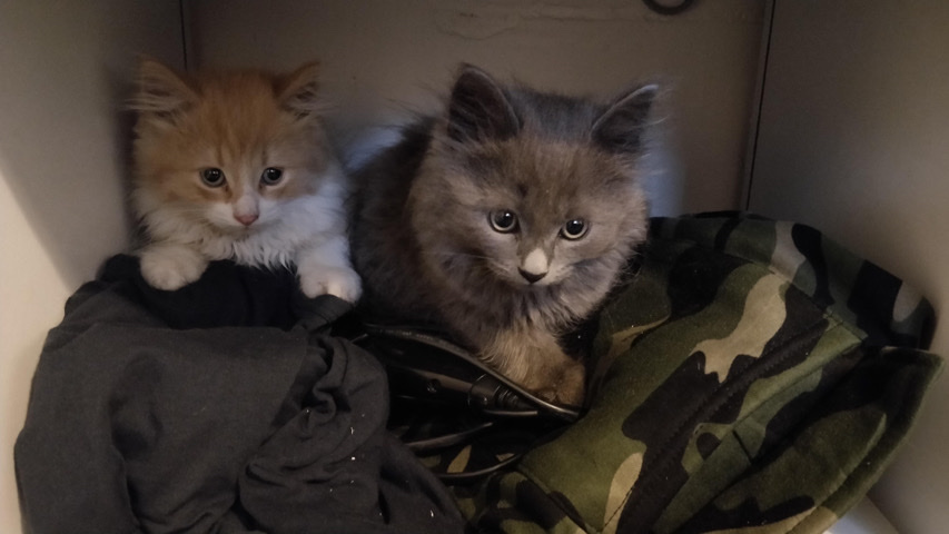 American Shorthair – Kittens for sale