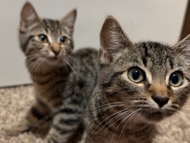 Russian White, Black and Tabby – Boy/Girl bonded Kitten pair – SeaTac