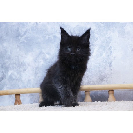 Maine Coon – elite maine **** for sale