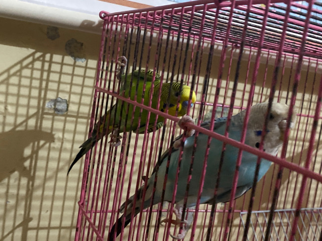 Budgerigar – buggies