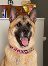 Akita – Rehoming American Akita