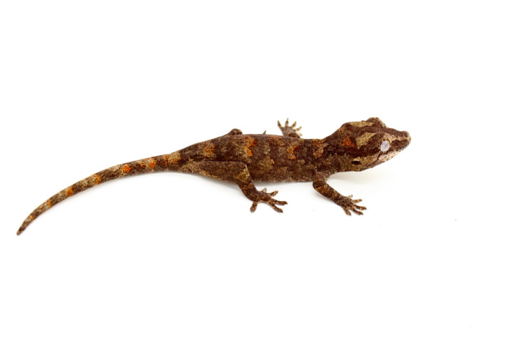 gargoyle gecko