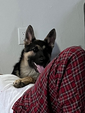 German Shepherd – Rehoming 8M German Shepherd