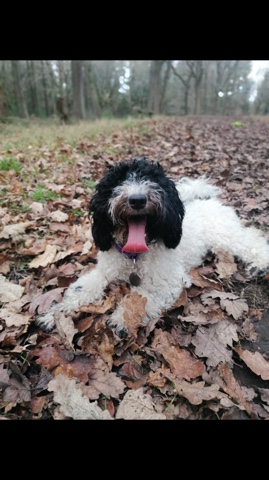 Poodle – cockerpoo to be rehomed due to family circumstances