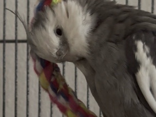 Cockatiel – 2 Nymphensittiche abzugeben – Burghausen