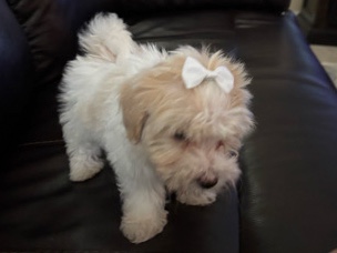 Maltipoo – Maltipoo puppy – Pasadena