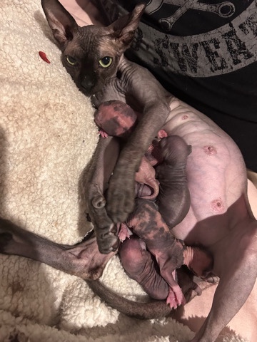 Sphynx – sphynx kittens