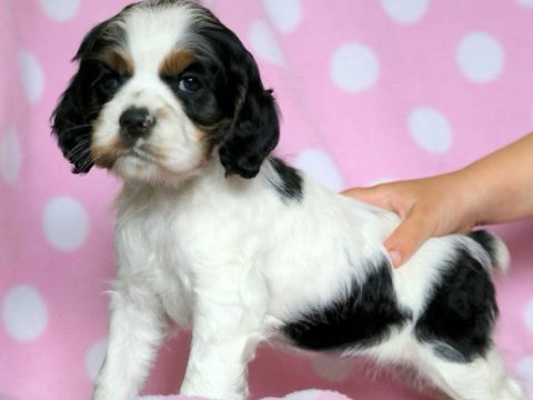  American cocker spaniel Tricolor females