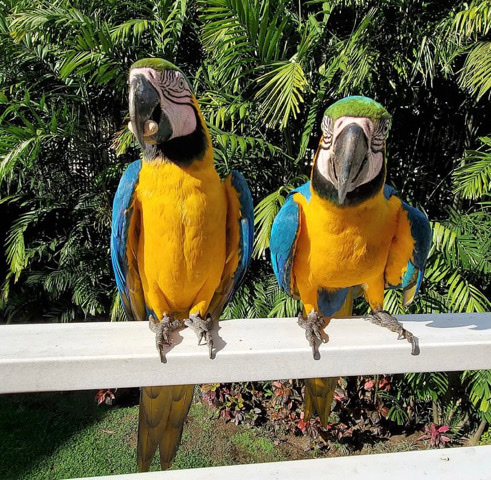 Blue and Gold Macaw available for sale/ adoption 