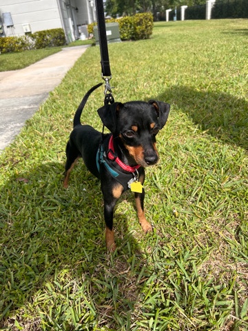 Minature Pinscher (MALE)