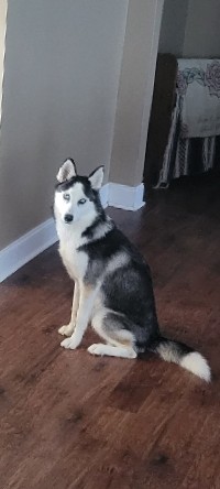 Siberian Husky – puppy