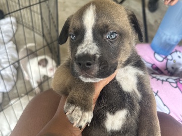 Siberian Husky – dog – Jacksonville
