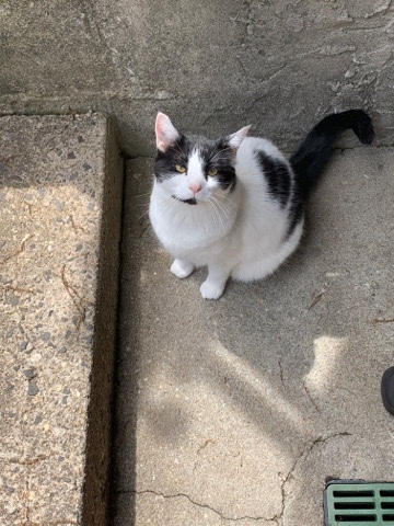 chunky loving cat