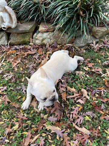 French Bulldog – French bulldog