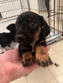 Dachshund – mini dachshund