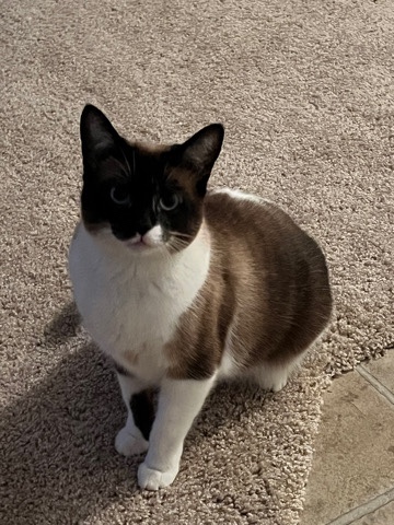 Siamese – 1 year old female cat