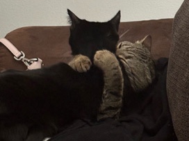 American Shorthair – Buddy and Marceline – Irmo