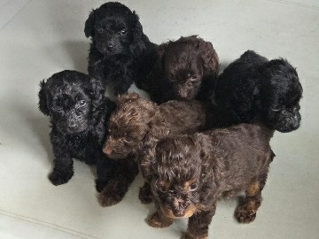 Cockapoo – beautiful  Cockapoo Puppies for Sale – Biddulph