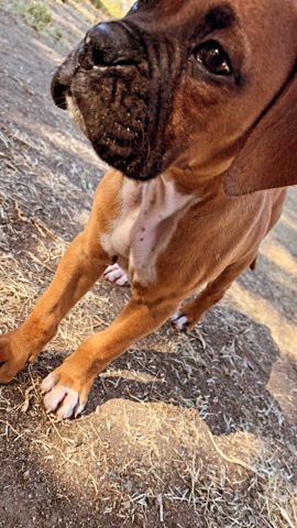 Boxer – full breed boxer