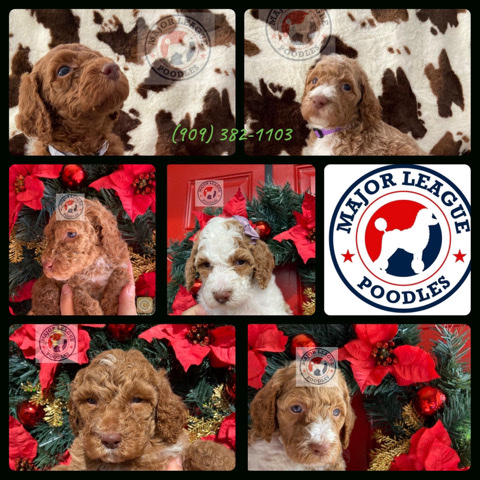 Poodle – AKC Standard Poodles