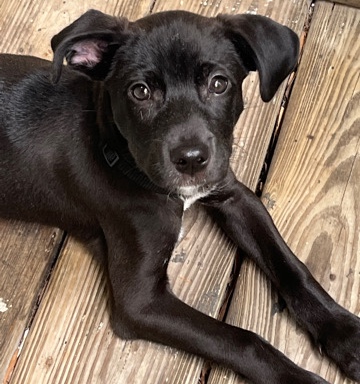 puppy for sell