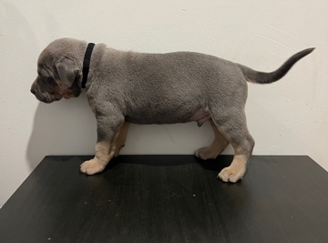 American Bulldog – 6IX K9