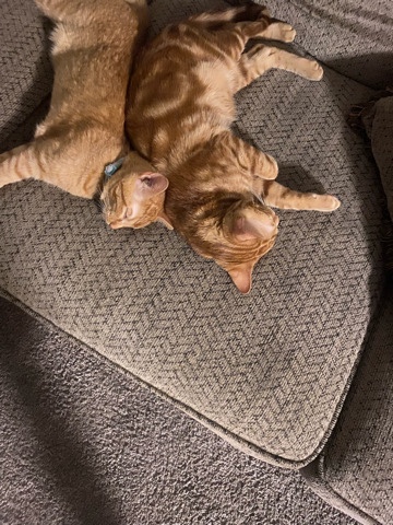 Bengal – Half Bengal Kittens