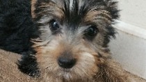 Yorkshire Terrier – Male yorkie!