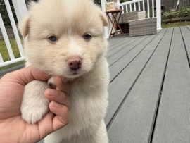Pomsky – Pomskies for sale – Peabody