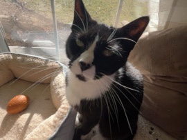 American Shorthair – Nalas male cat – Dover
