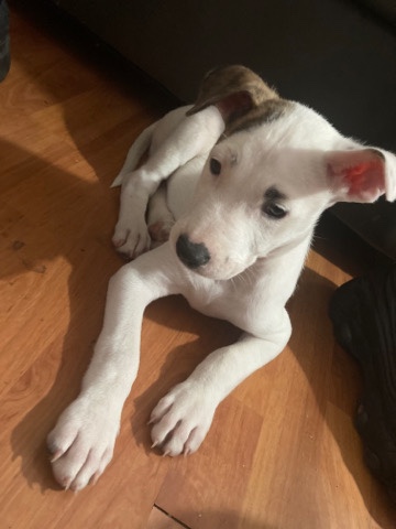 American Bulldog – Russian bulldog