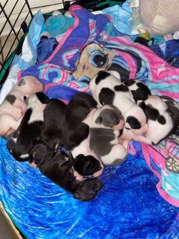 American Bully Xl