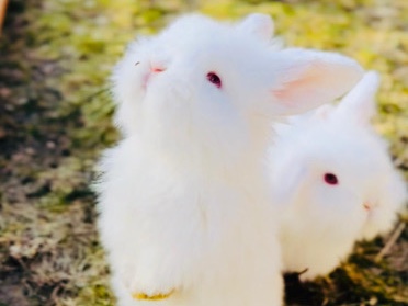 Purebred Mini Lion Lop Bunnies 