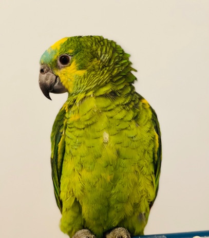 Amazon Parrot – babies blue fronted amazon