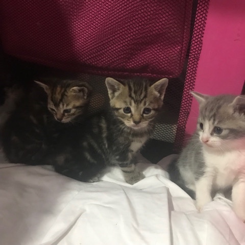 American Shorthair – blue tabby/tabby/polydactyl tabby