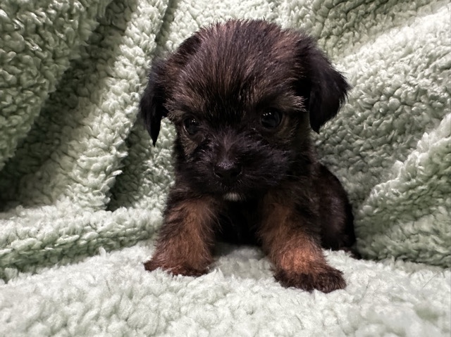 Yorkshire Terrier – yorkie-frise pups – De Kalb