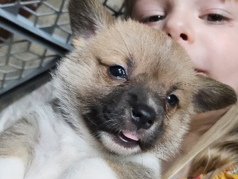 Pembroke Welch Corgi puppies 