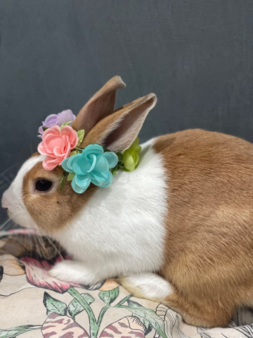 Gorgeous male bunny