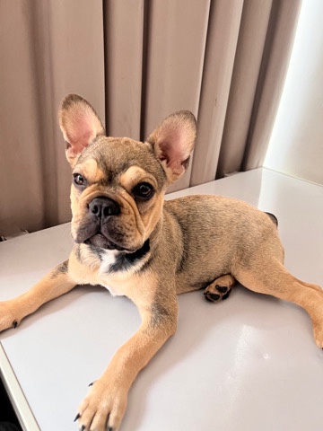 French Bulldog – Hurricane** French bulldog for rehome