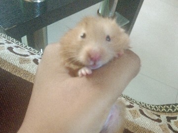 Hamster – baby hamster avilable – Chak Mandoli