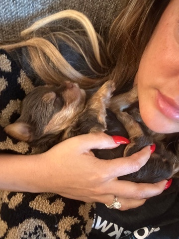 Yorkshire Terrier – Teacup Yorkie’s