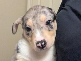 Catahoula Cur – free pups – Frisco