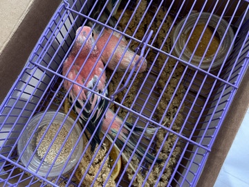 Parakeet – Rosy Burke parakeets – San Francisco