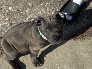 American Pit Bull Terrier – syrax – Ashburn