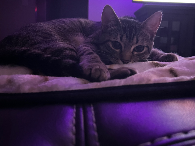 7 month old Tabby Boy