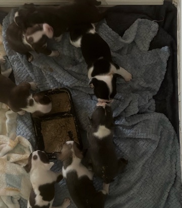 French Bulldog – Adorable French Bulldog Puppy – 8 Weeks Old – Panama City – Panama City