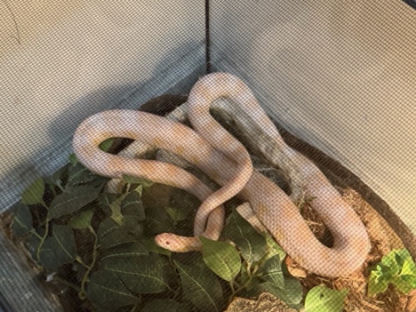 Corn Snake – Albino Corn Snake – Indianapolis