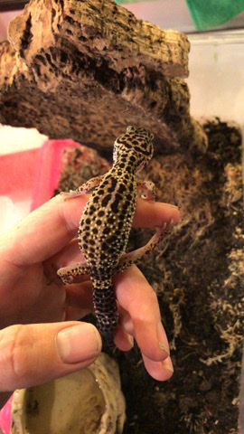 leopard geckos